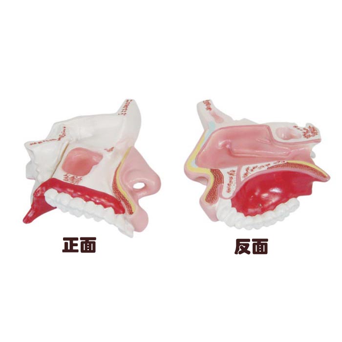 鼻腔解剖模型 鼻腔解剖模型