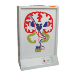 錐體外系(皮質-腦橋-小腦系)電動模型 錐體外系(皮質-腦橋-小腦系)電動模型