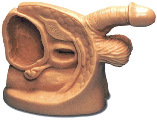 高級男性導(dǎo)尿插管生殖器模型 高級男性導(dǎo)尿插管生殖器模型